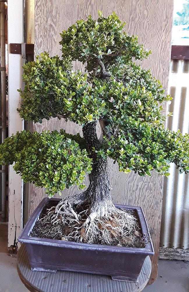 The roots of California bonsai, the Issei and Nisei artists of yesteryear