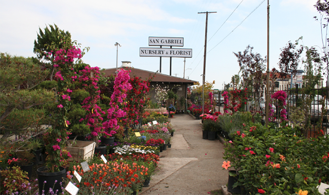 A feast of florals at San Gabriel Nursery & Florist