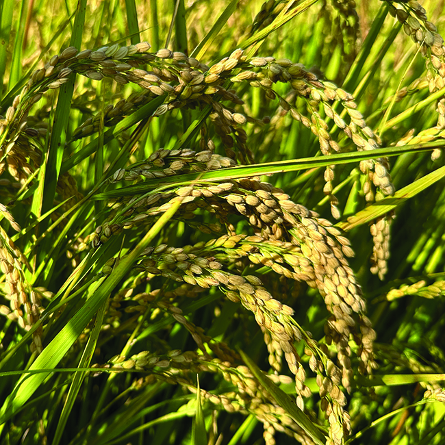 NATURALLY DELICIOUS: New organic rice brand advances environmental message