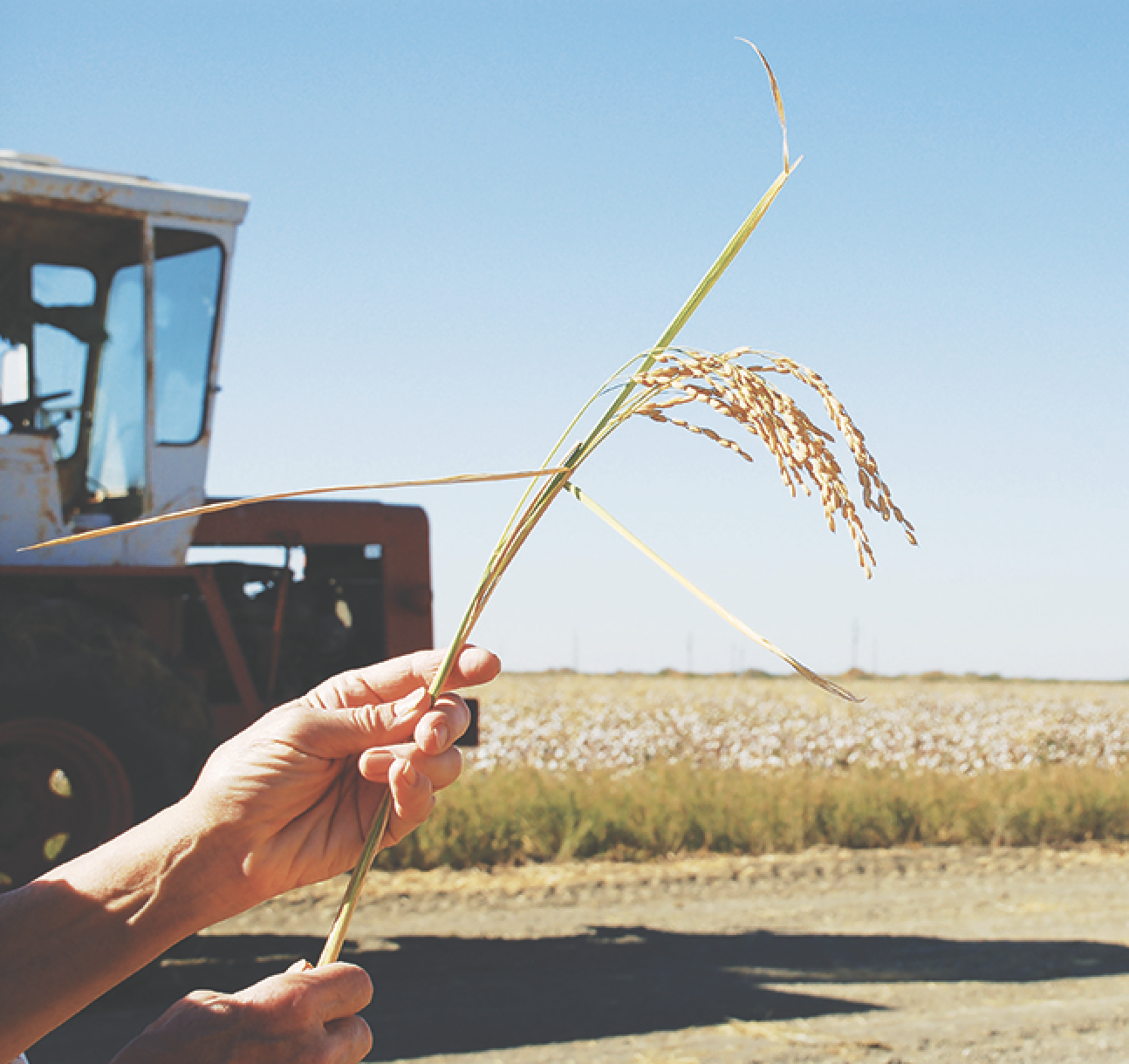 国府田敬三郎の米 未来へ繋ぐ | コウダファームズ　新たな段階へ